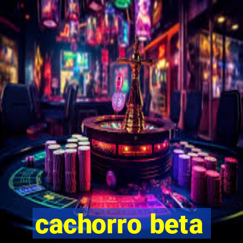 cachorro beta