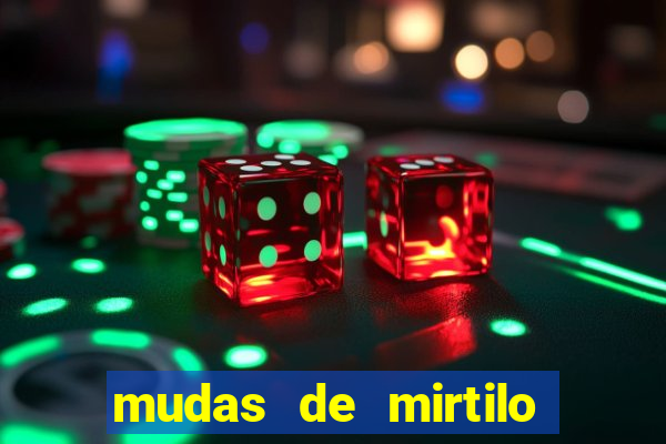 mudas de mirtilo em porto alegre