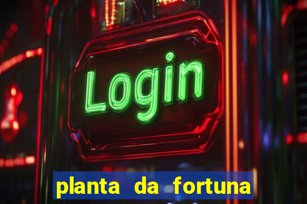 planta da fortuna e felicidade