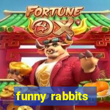 funny rabbits