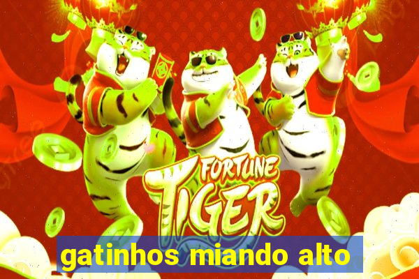 gatinhos miando alto