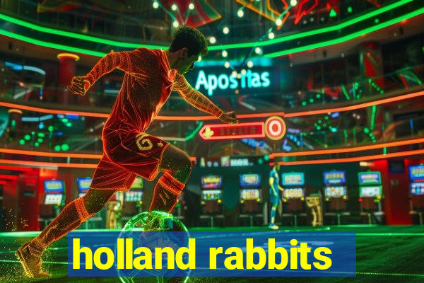 holland rabbits