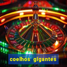 coelhos gigantes onde comprar