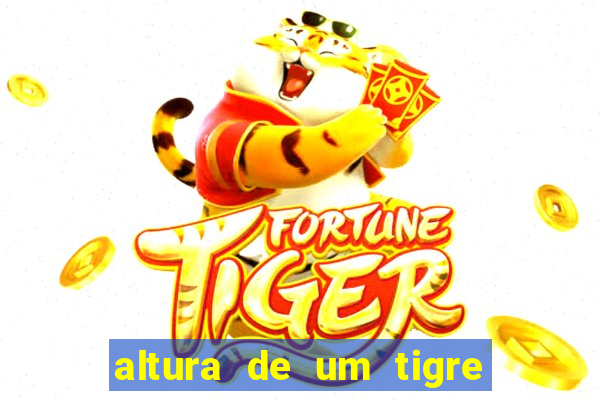 altura de um tigre em pé