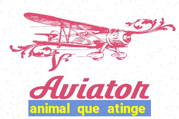 animal que atinge 230 decib茅is