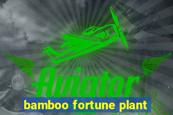 bamboo fortune plant