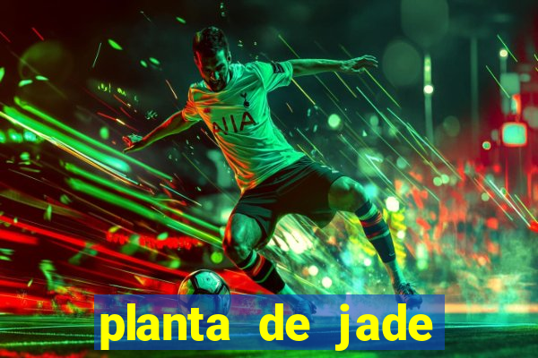 planta de jade significado espiritual